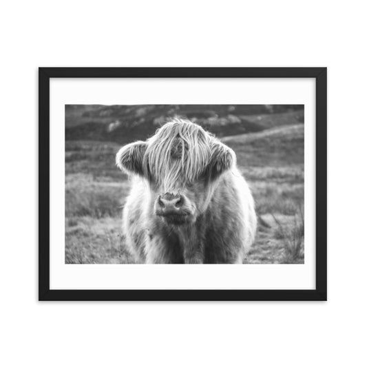 Black and White Highland Cow Framed Print