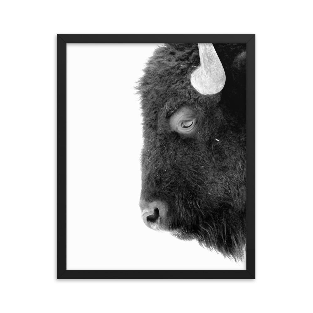 Mono Bison Framed Print