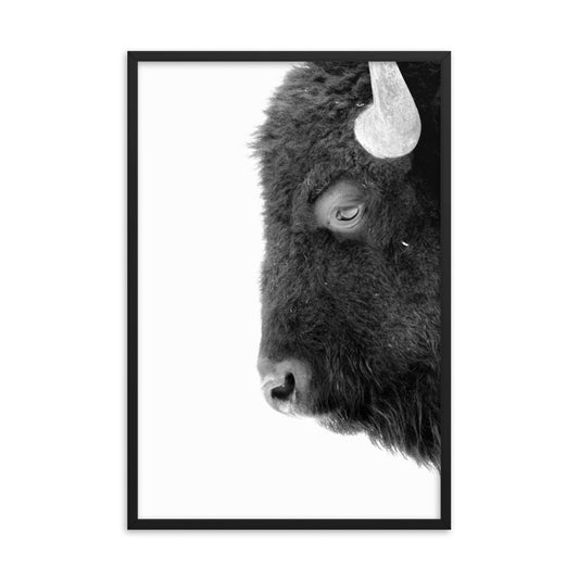 Mono Bison Framed Print