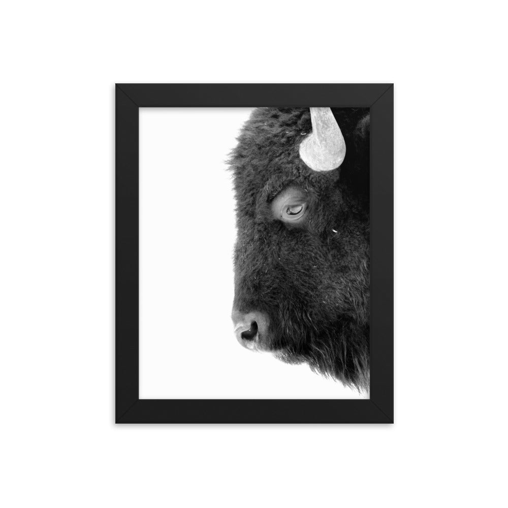 Mono Bison Framed Print