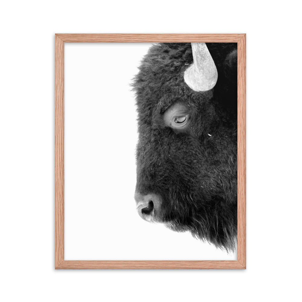 Mono Bison Framed Print