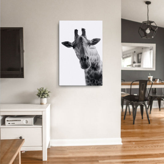 intrigued giraffe canvas on wall