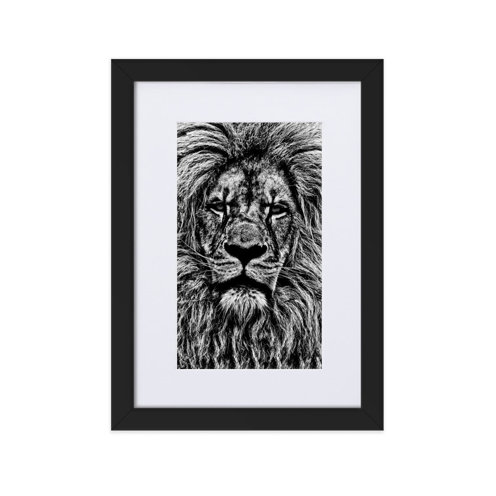 Mono Lion Framed Print With Mat Board