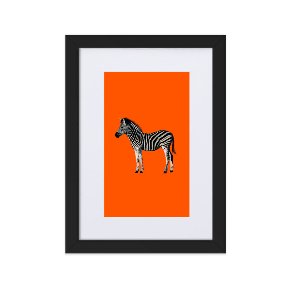 Orange Zebra Framed Print