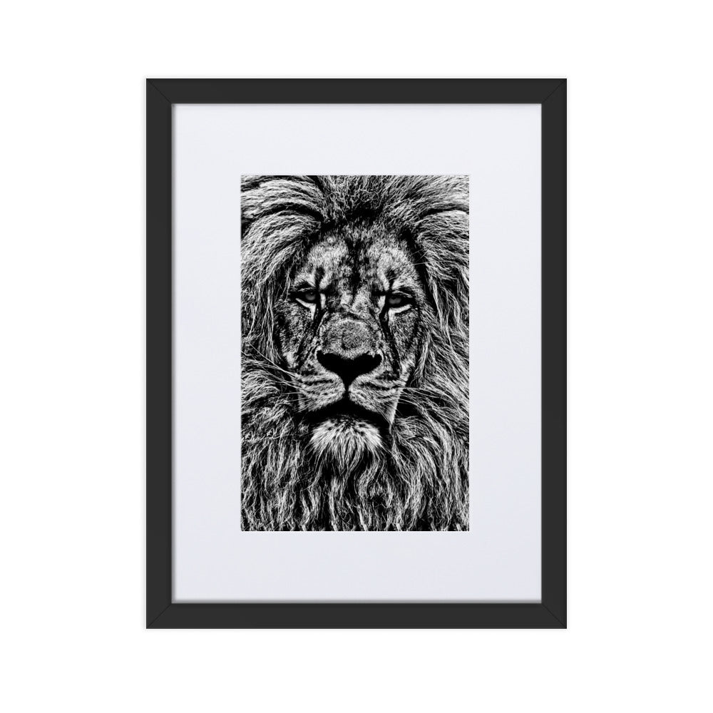 Mono Lion Framed Print With Mat Board