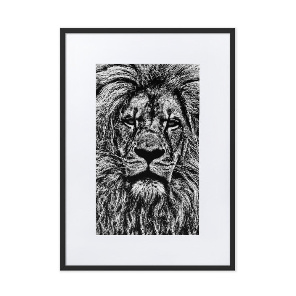 Mono Lion Framed Print With Mat Board