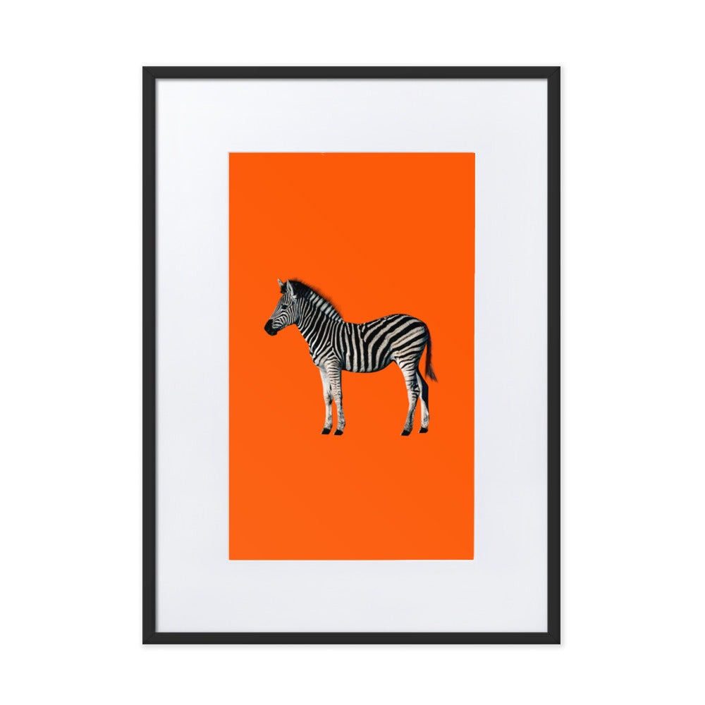 Orange Zebra Framed Print