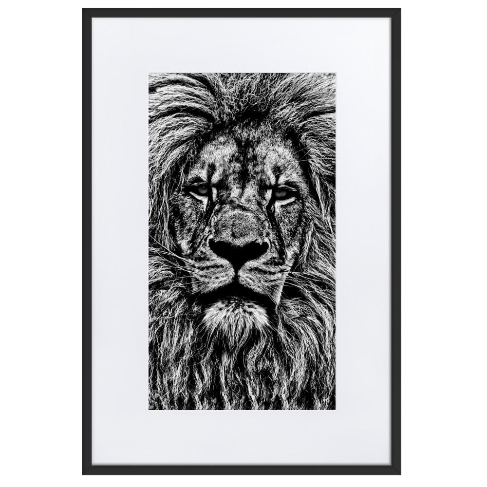 Black and white close up of lion framed print with white mat board