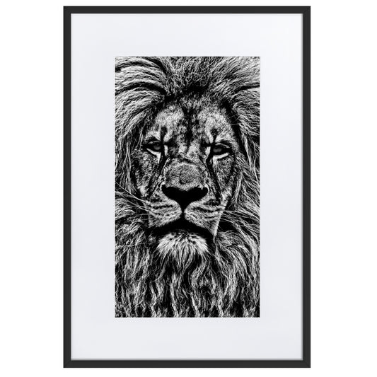Black and white close up of lion framed print with white mat board