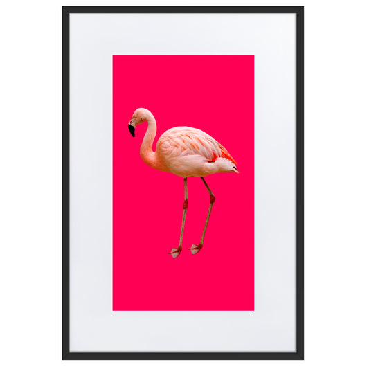 Pink Flamingo Framed Print