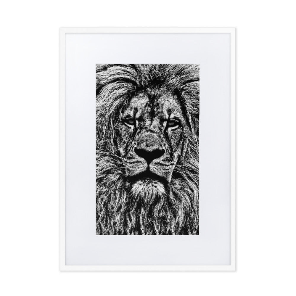 Mono Lion Framed Print With Mat Board