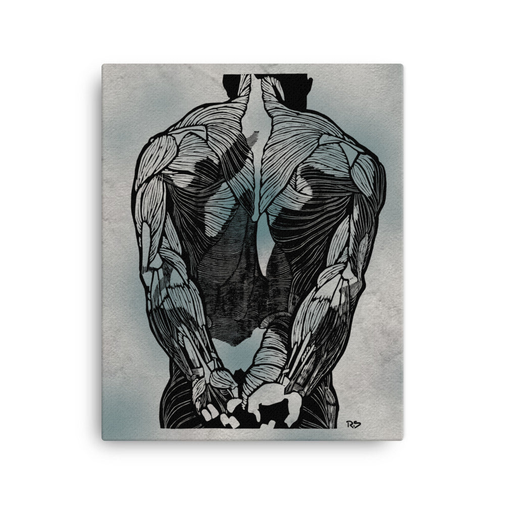 Anatomical study of a man's back muscles (1906–1945) Canvas Print