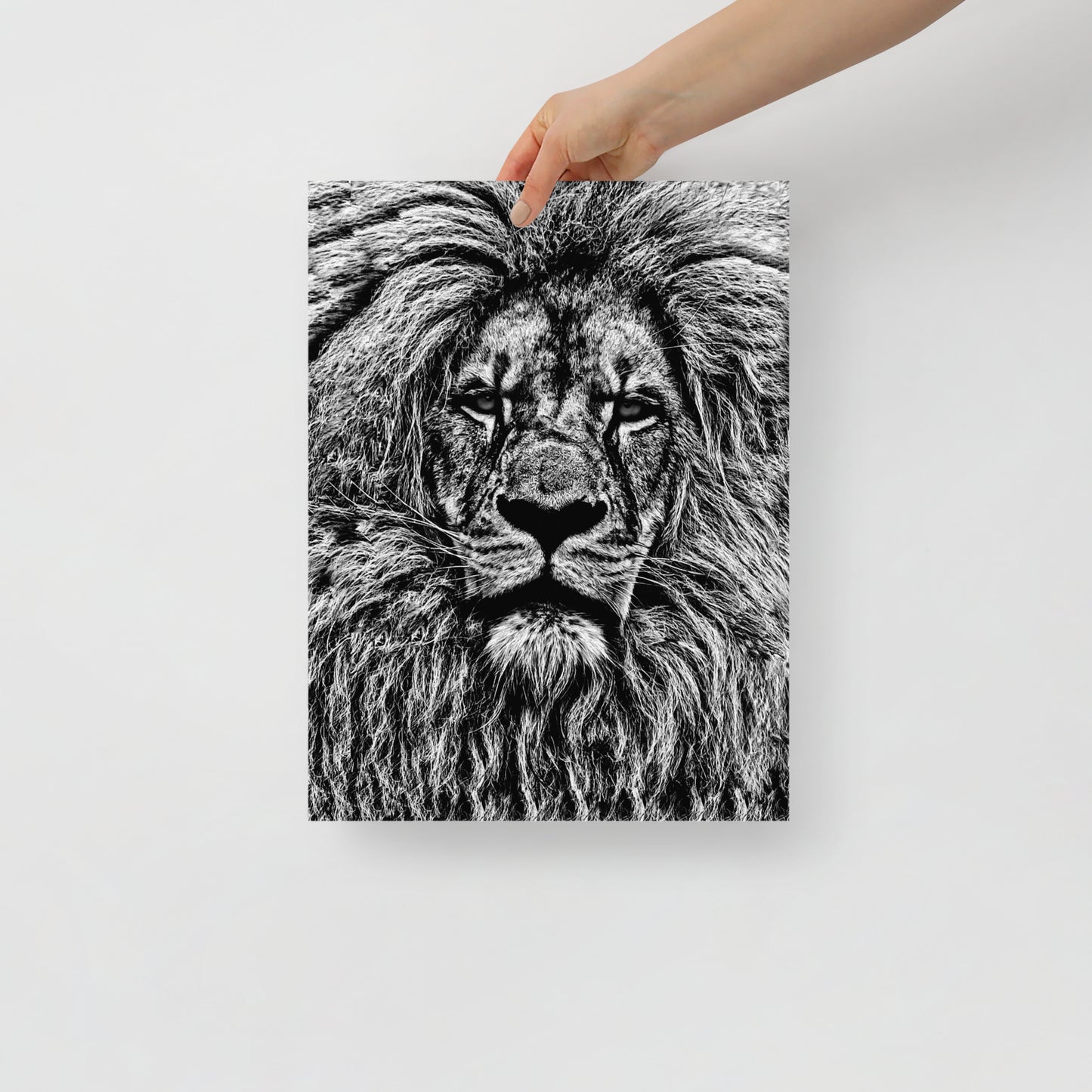 Mono Lion Framed Print With Mat Board