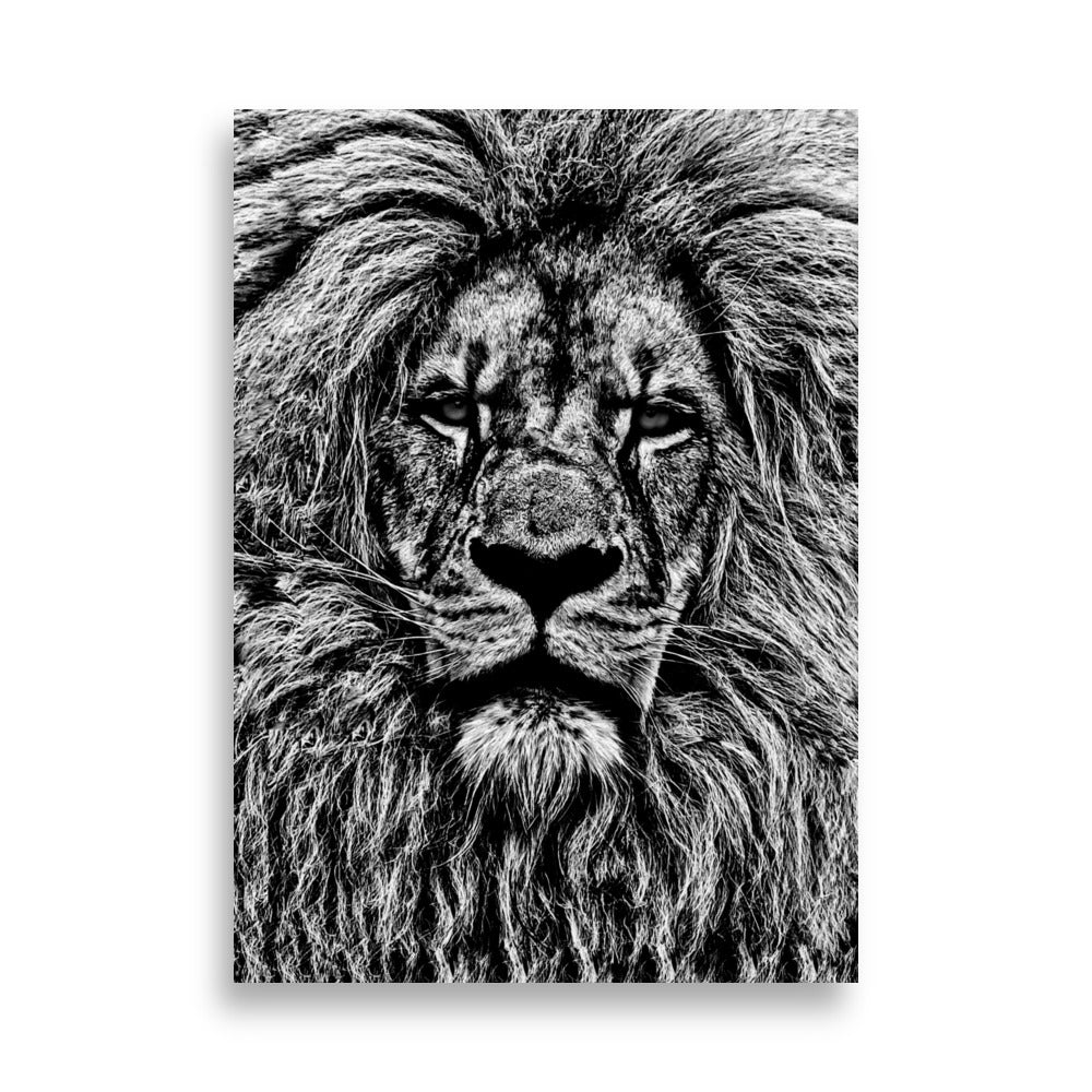 Mono Lion Framed Print With Mat Board