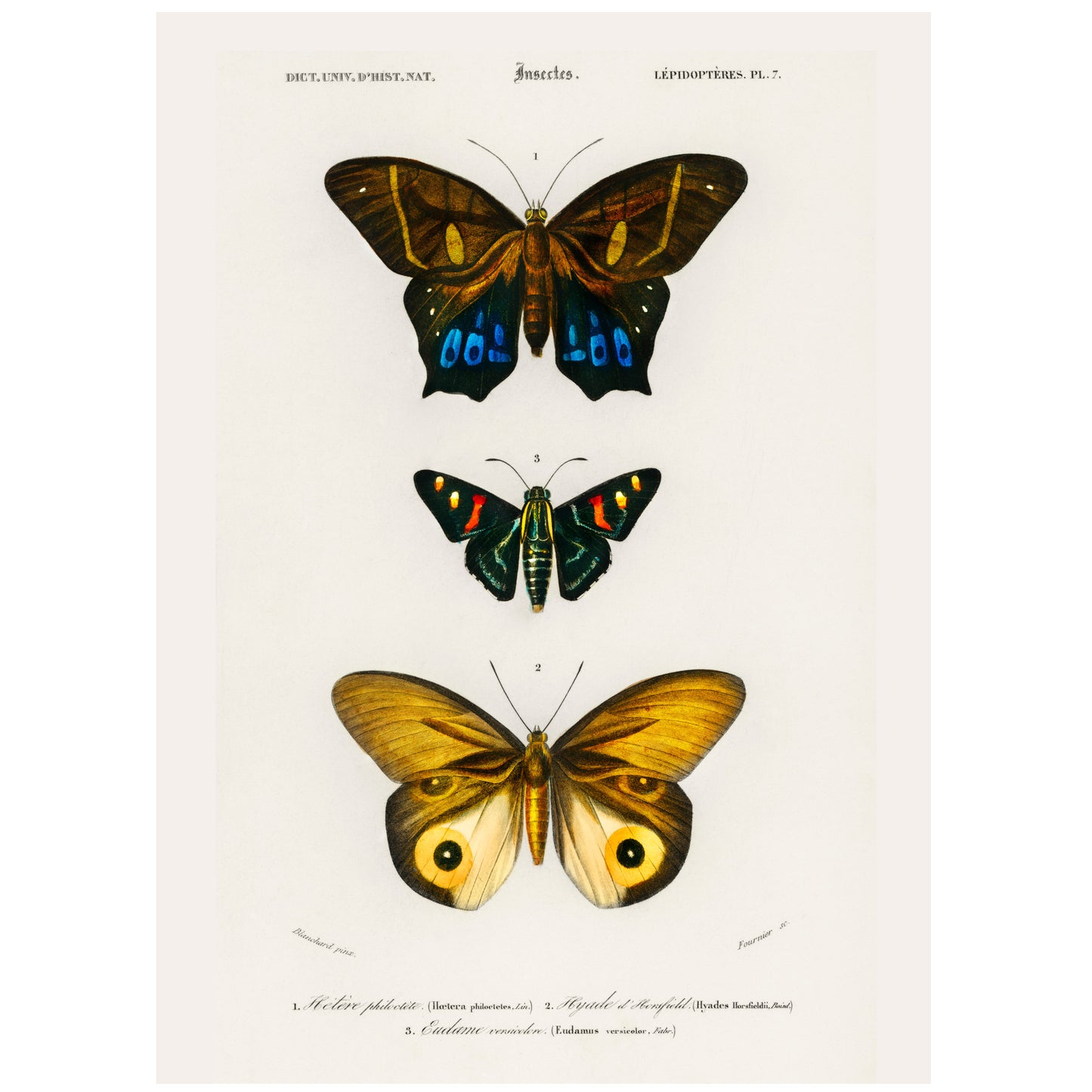 Butterflies Framed Print