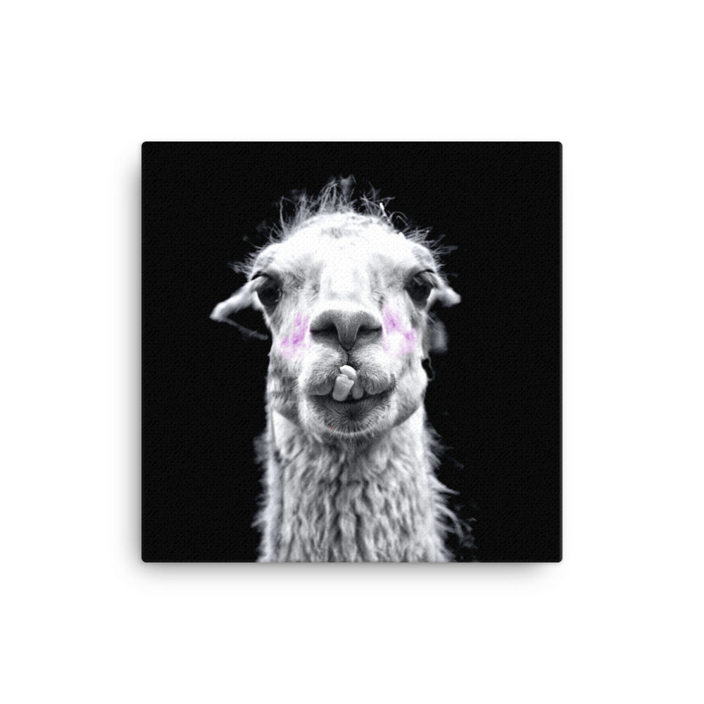 Intrigued Llama Canvas Print