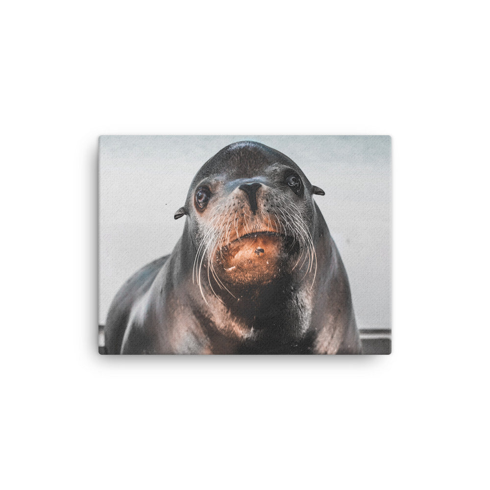 Curious Sea Lion Canvas Print