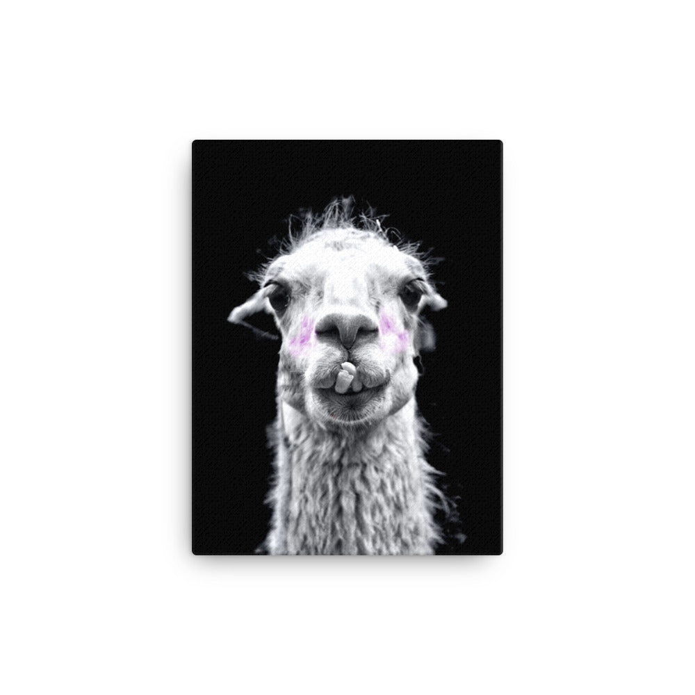 Intrigued Llama Canvas Print