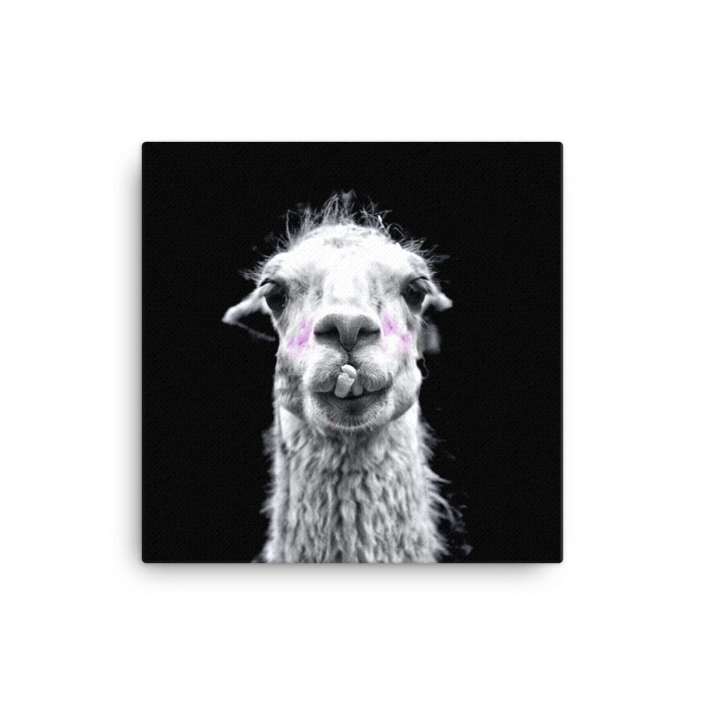 Intrigued Llama Canvas Print