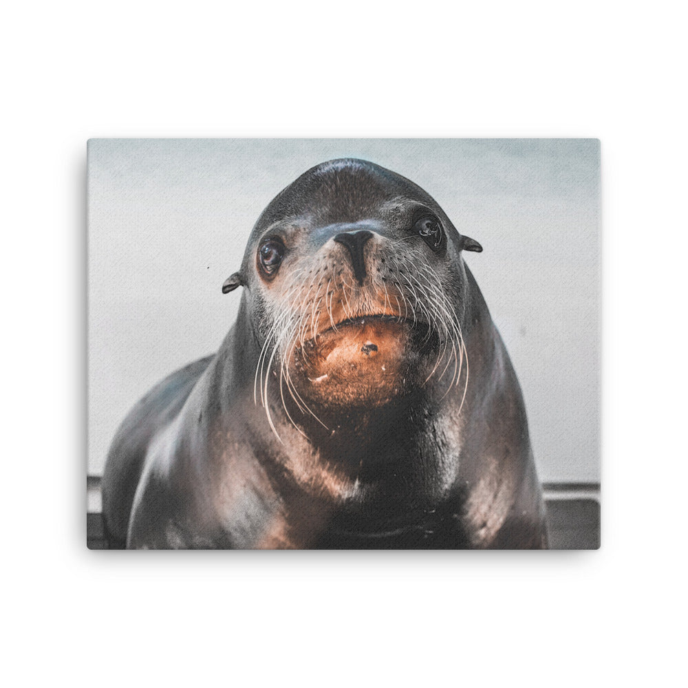 Curious Sea Lion Canvas Print