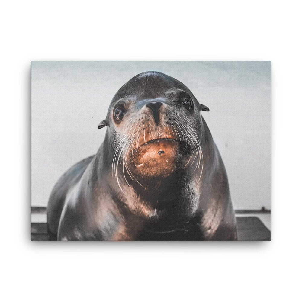 Curious Sea Lion Canvas Print