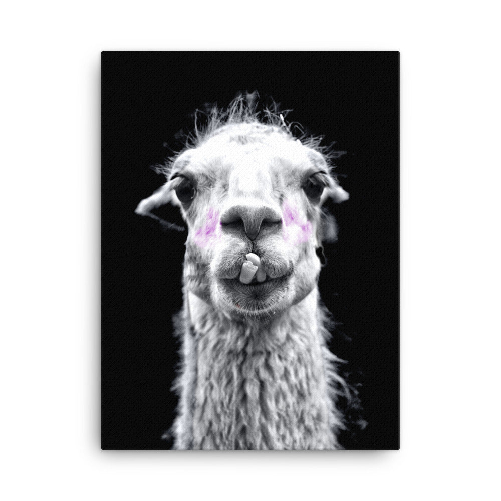 Intrigued Llama Canvas Print