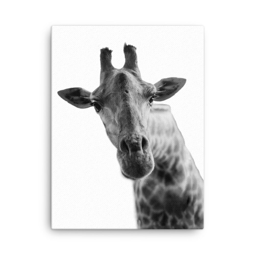 Giraffe: The Graceful Giant Canvas Print