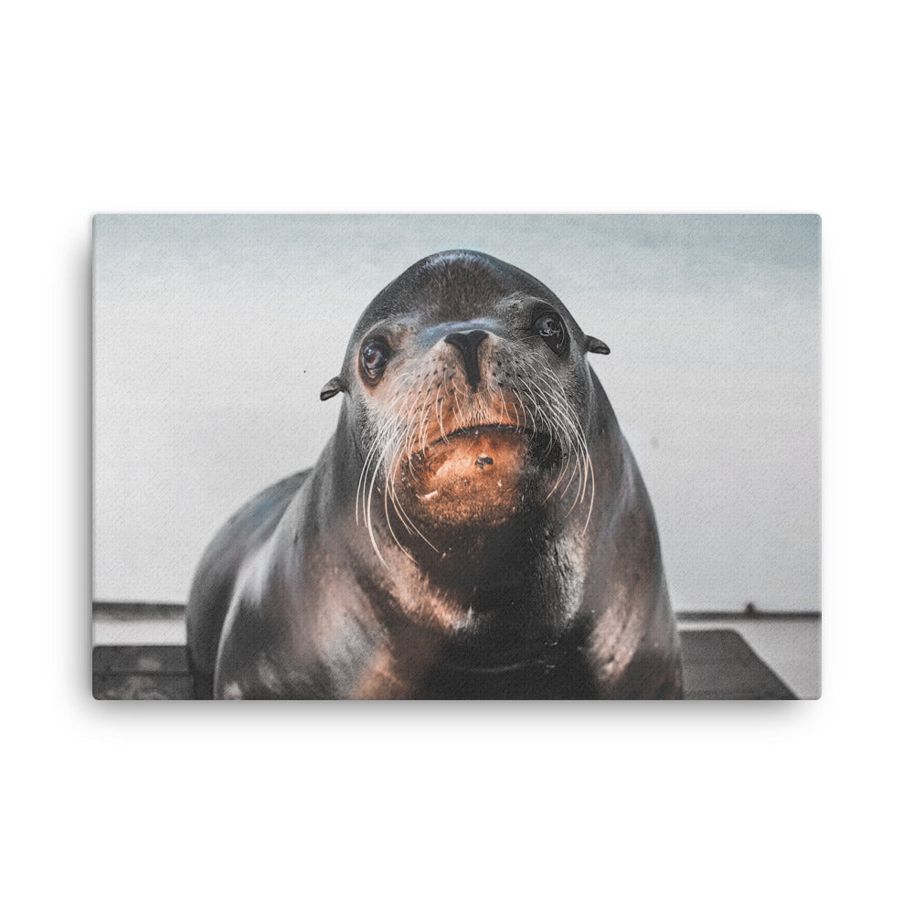 close up of sea lion 