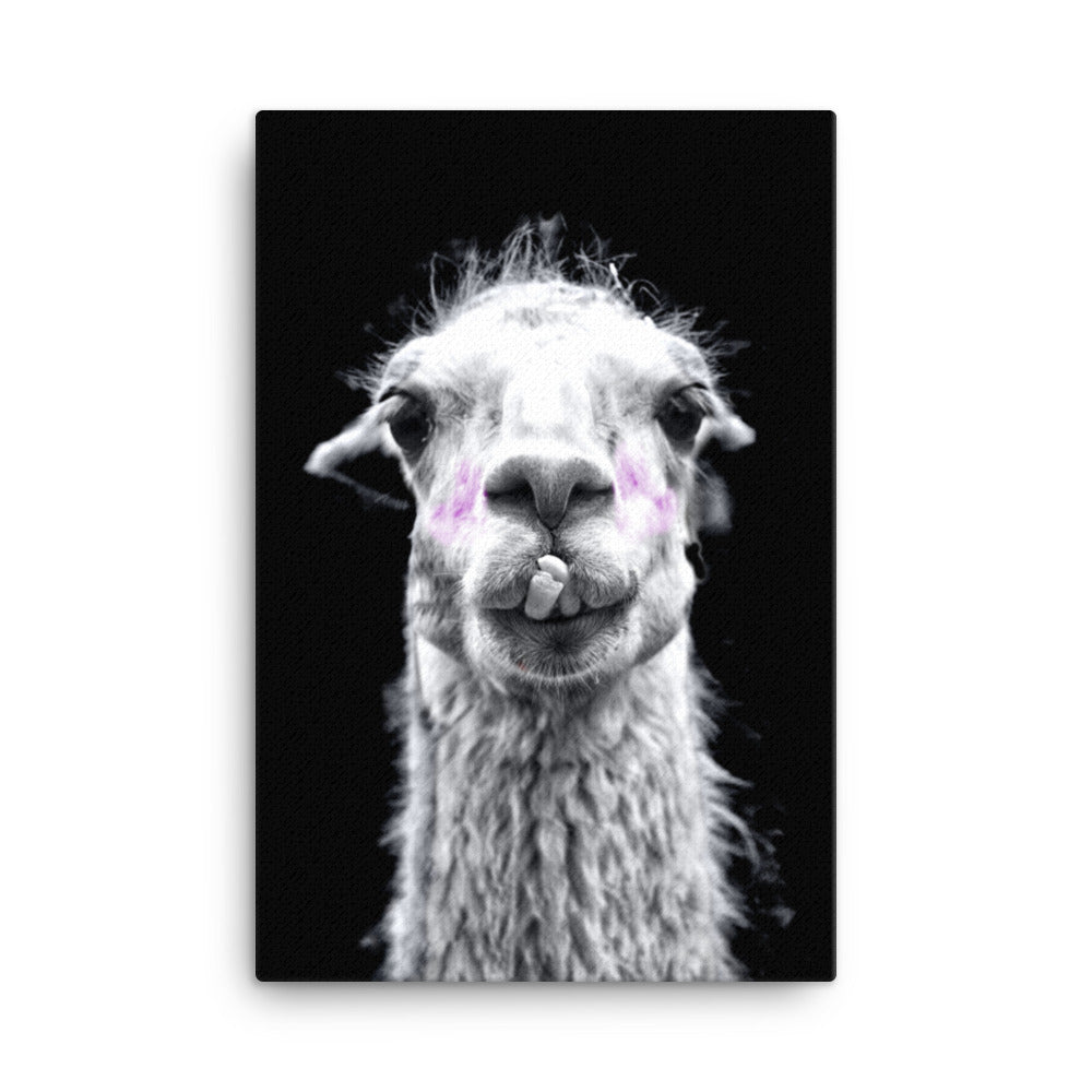 Intrigued Llama Canvas Print