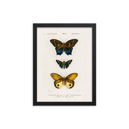Butterflies Framed Print