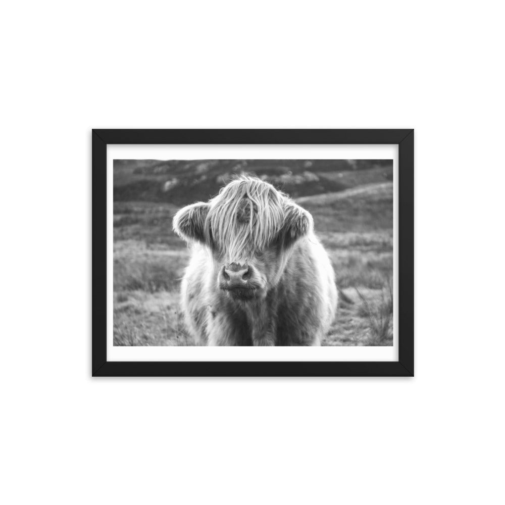 Black and White Highland Cow Framed Print