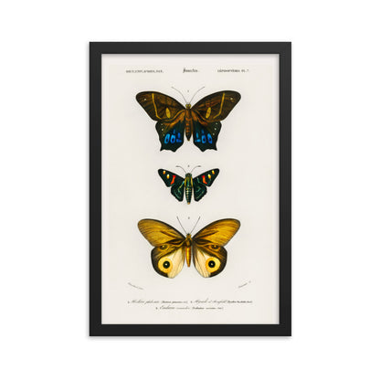 Butterflies Framed Print
