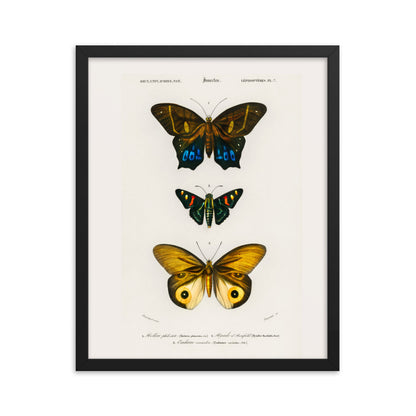 Butterflies Framed Print