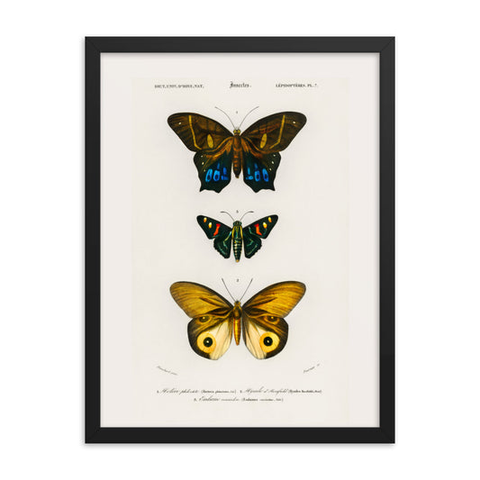 butterflies illustrated by Charles Dessalines framed poster print 