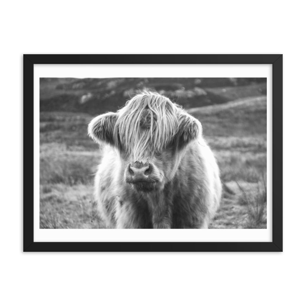 Black and White Highland Cow Framed Print