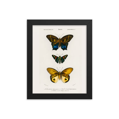 Butterflies Framed Print