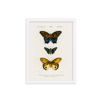 Butterflies Framed Print