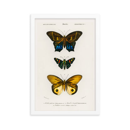 Butterflies Framed Print