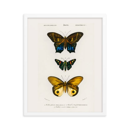 Butterflies Framed Print