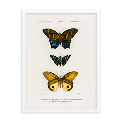 Butterflies Framed Print