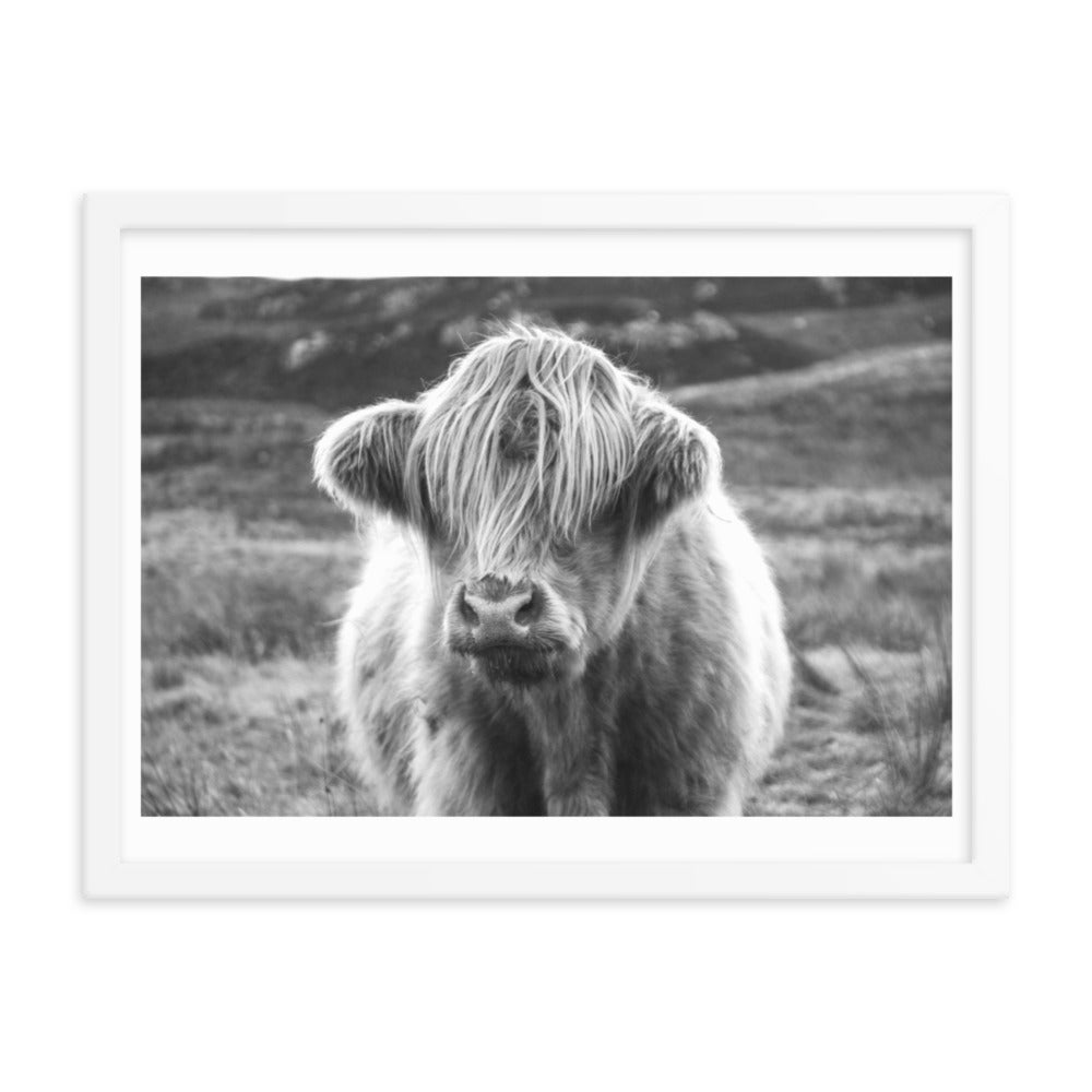 Black and White Highland Cow Framed Print