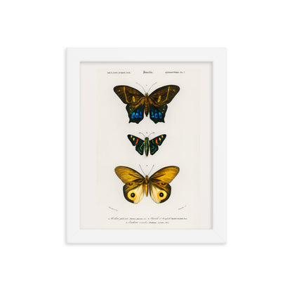 Butterflies Framed Print