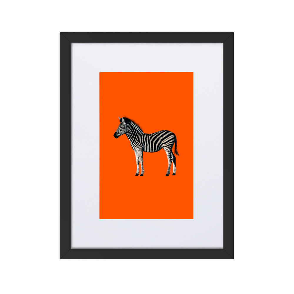 Orange Zebra Framed Print