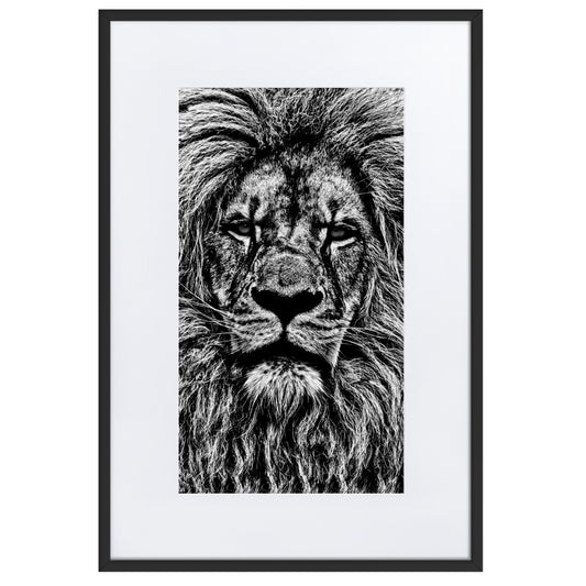Black and white close up of lion framed print with white mat board 