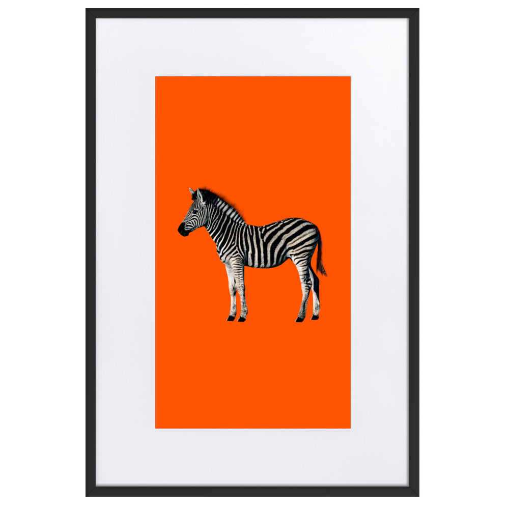 Orange Zebra Framed Print