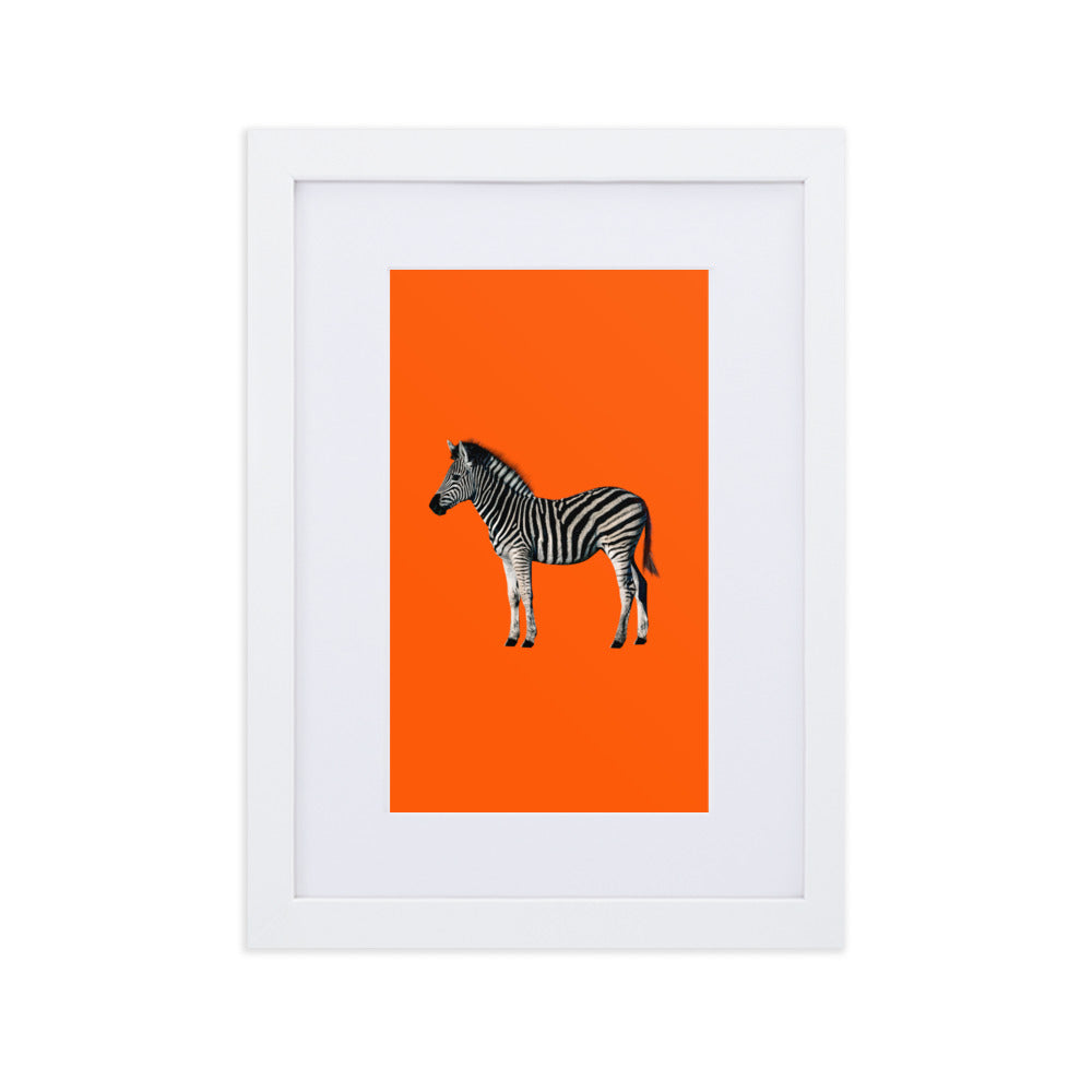 Orange Zebra Framed Print