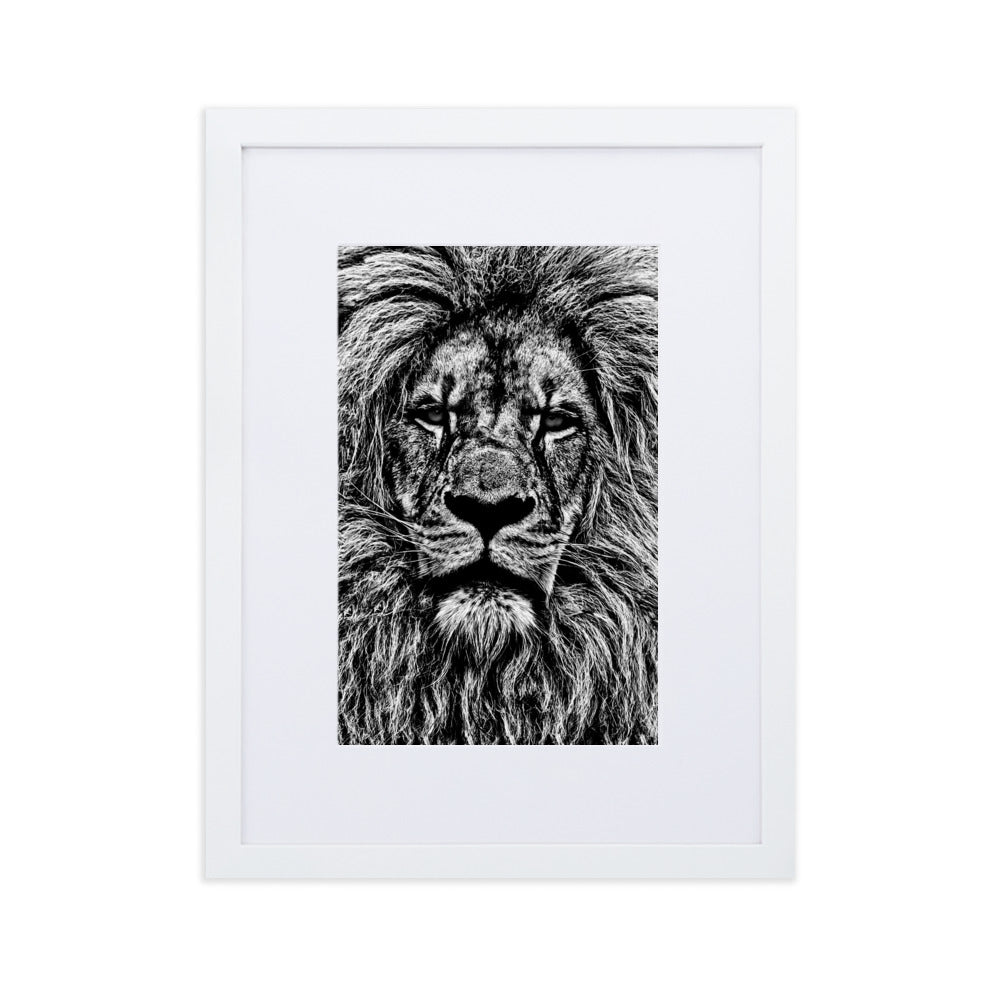 Mono Lion Framed Print With Mat Board