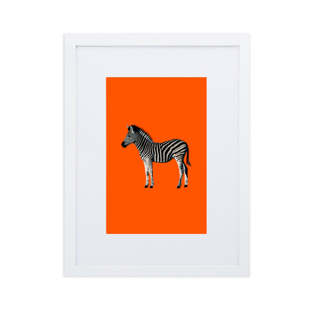 Orange Zebra Framed Print