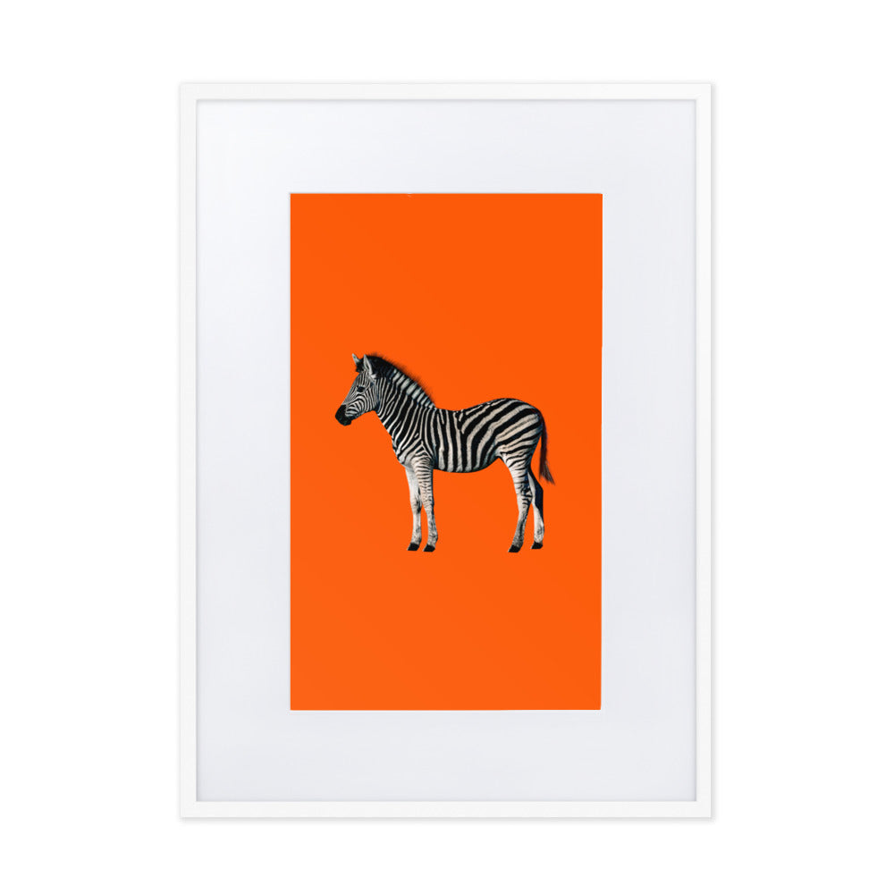 Orange Zebra Framed Print