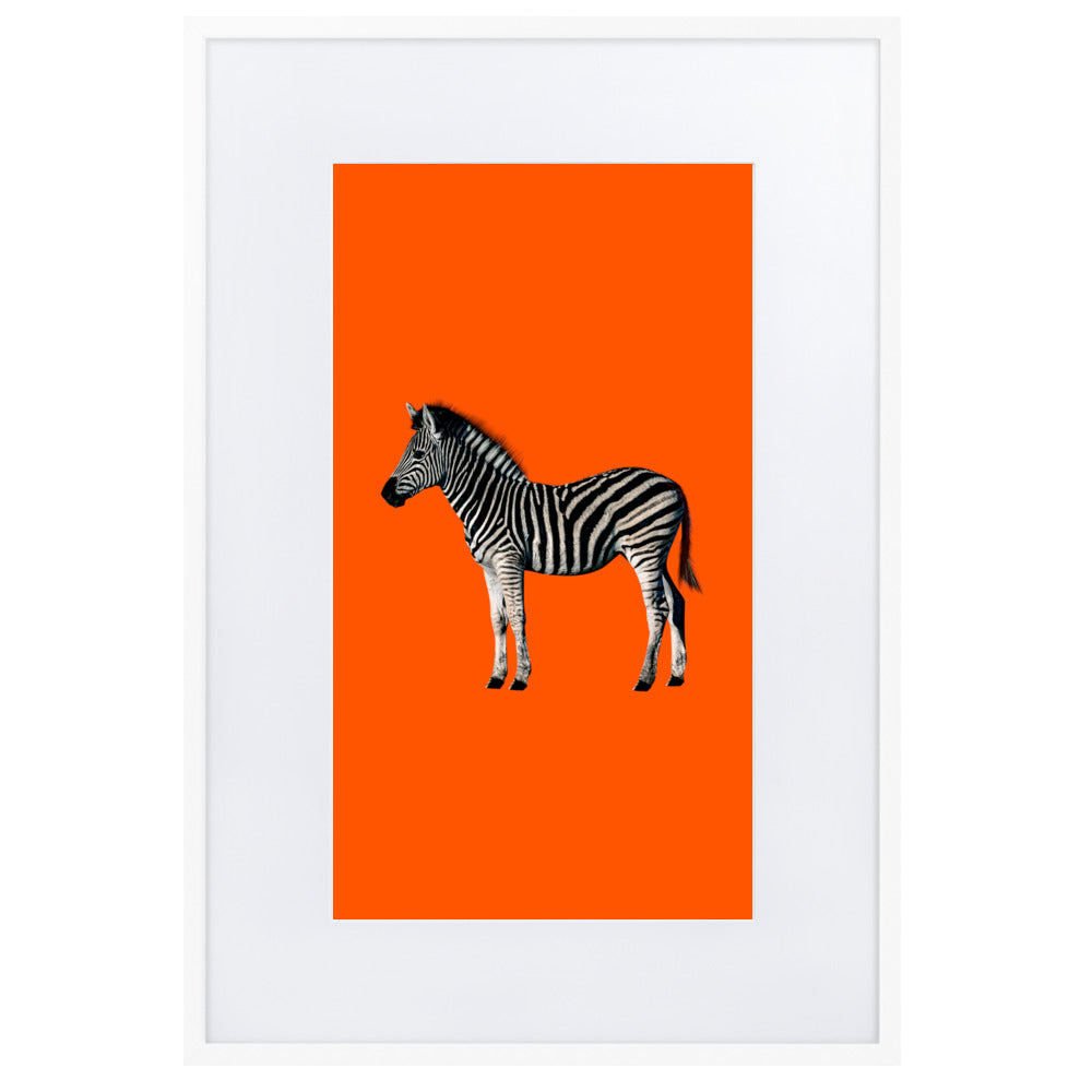 Orange Zebra Framed Print